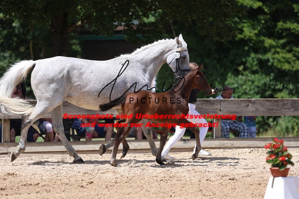 Fohlenschau_Schwäbisch_Hall_springbetonte_Fohlen_KN 23_12 | lmwpictures - Realisiert mit Pictrs.com