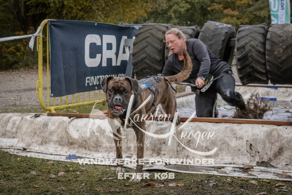 1627_ZZ93445 | kk-dogfotos
