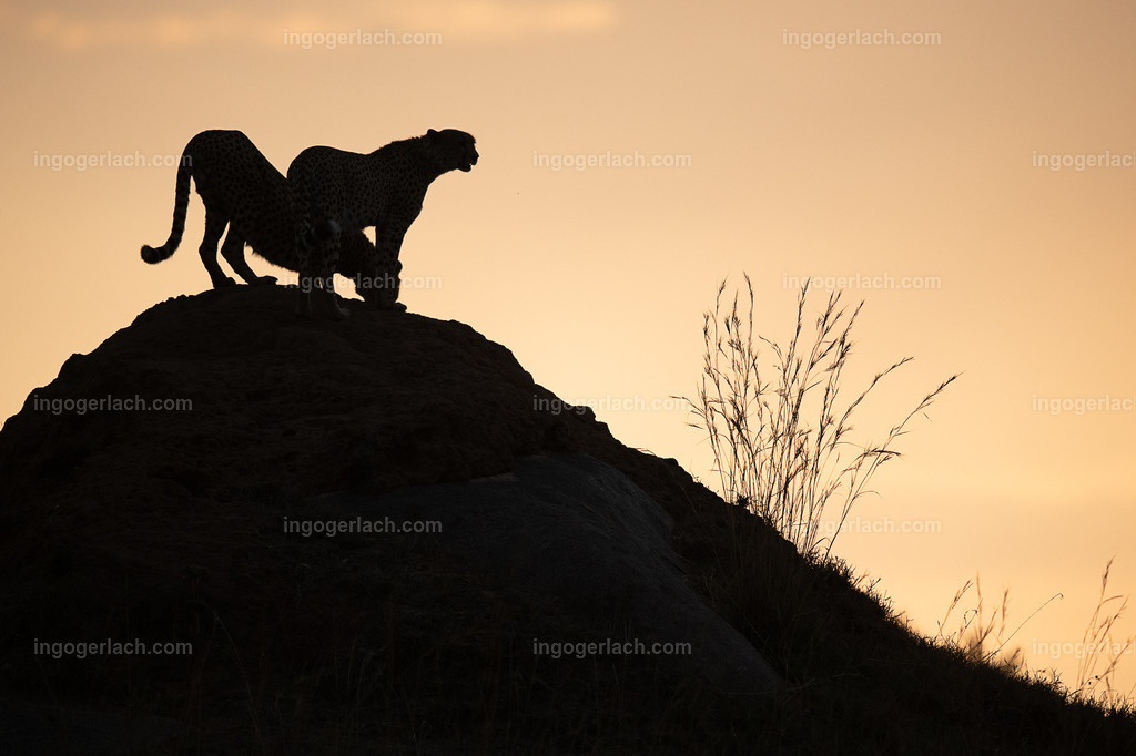 Die Gepardenkoalition beim SonnenuntergangKoalition, Die Fünf, Sonnenuntergang. Geparden, Masai Mara, Afrika, Kenia, Serengeti, Raubtiere,  | Die fünf Gepardenbrüder oder auch Gepardenkoalition genannt fotogen auf einem Hügel bei Sonnenuntergang