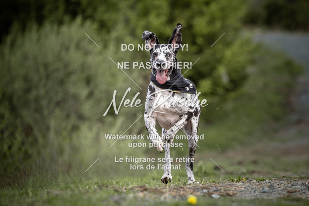 nelerasche_TheGame2026_SoBoot_06 | nelerasche