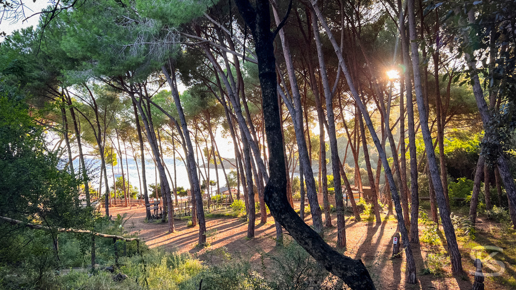Mediterraner Küstentraum: Pinien mit Strandbar am Meer, Spiaggia di Istia, Elba – Wandbild | Mediterrane Pinien am Ufer der Spiaggia Si Istia auf Elba, mit Blick auf das türkisblaue Meer und Strandbar, Küstenlandschaft und Boote im Hintergrund - Realisiert mit Pictrs.com