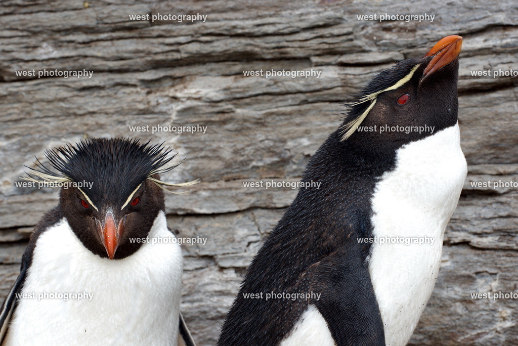 Rockhopper Penguin 3 SND - FLK 2014 | west photography - Realisiert mit Pictrs.com