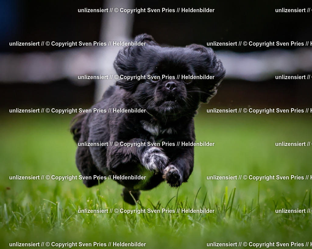 Sven Pries | 2024-10-19 - Hunderennen Ober-Grombach - Realisiert mit Pictrs.com