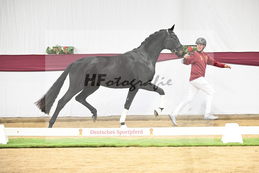 Kat-Nr. 112 Fynch Hatton x Damon Hill_Sibille Hachtel_47253353 | hf-fotografie - Realisiert mit Pictrs.com