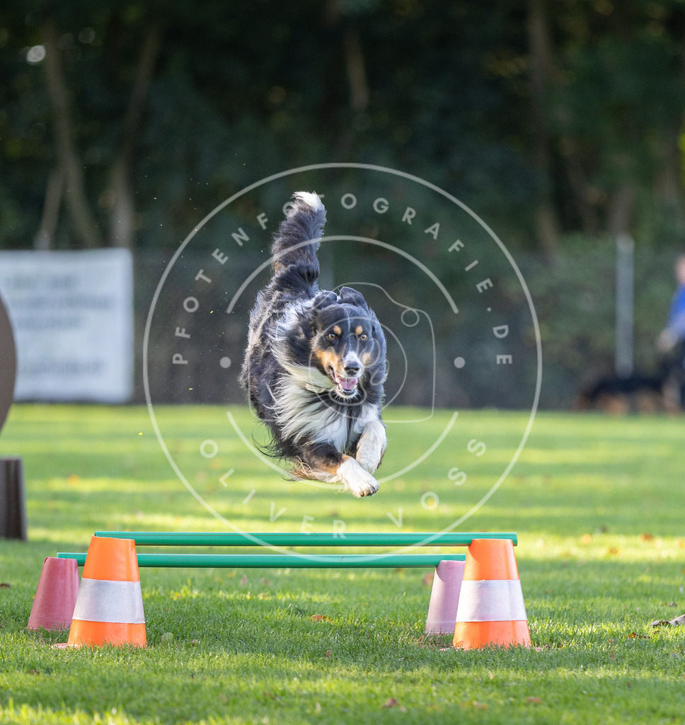 Pfotenfotografie.de_DV3A3553 | Hundefotografie, Tierfotograf, Pfotenfotografie, Fotoshooting Hund, Hunde Portrait, Hundesport, Hundeportraits, Heideshooting, Hunde, Sportfotograf, Hundefotograf, Turnierhundsport, THS, canicross - Realisiert mit Pictrs.com