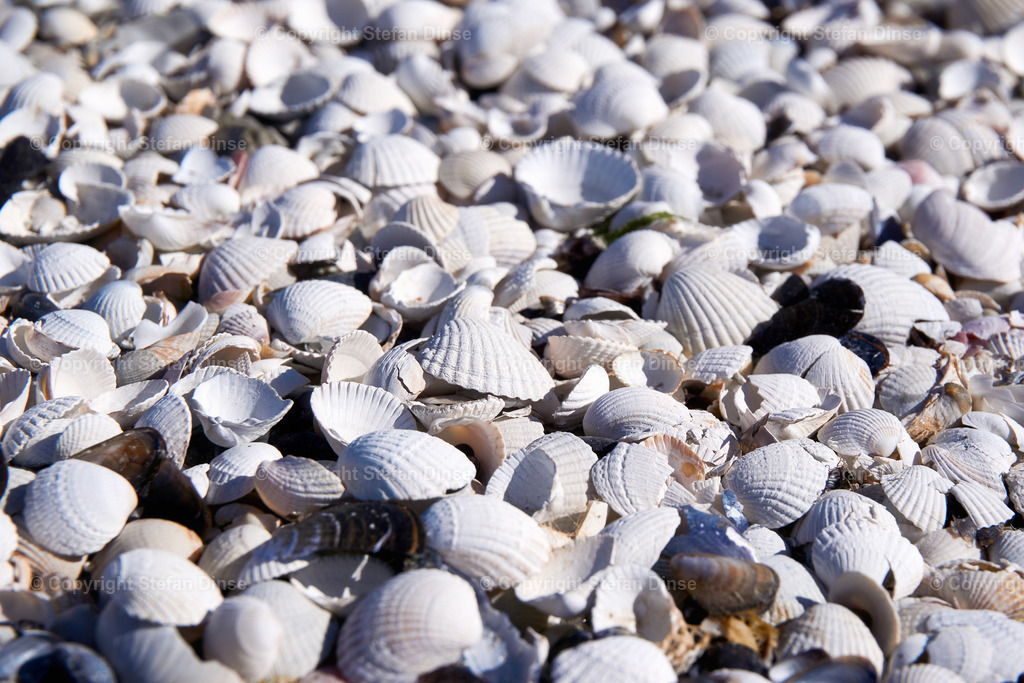 group of white sea shells on beach | group of white sea shells on beach - Realisiert mit Pictrs.com