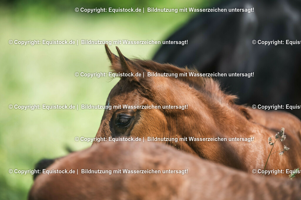 20210617_Fohlen_0128 | Foto: Thomas Hartig