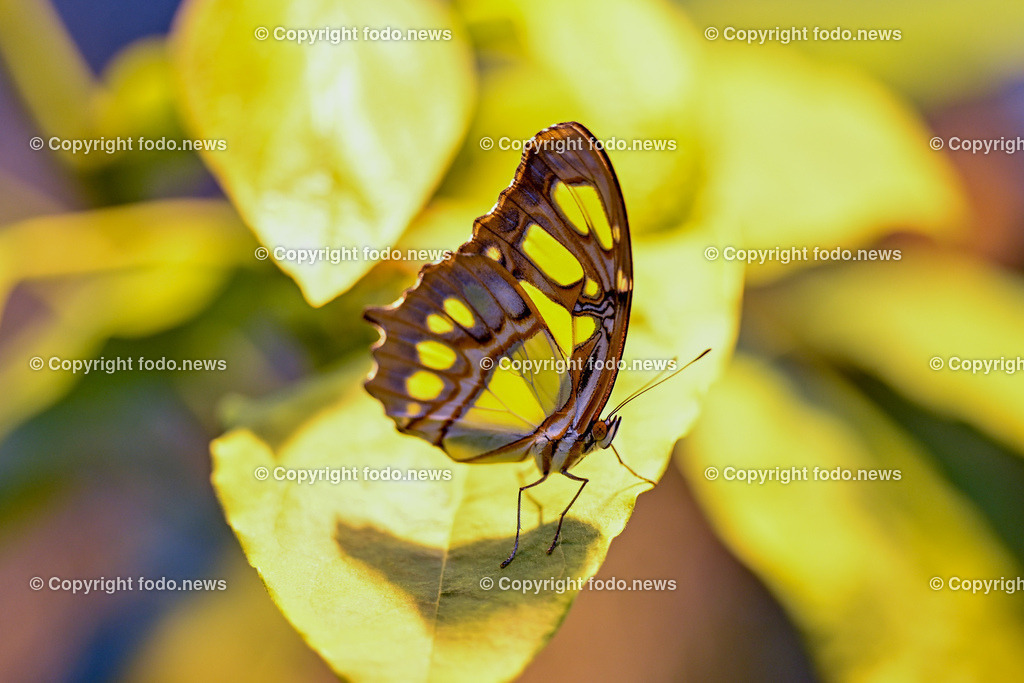 Botanischer Garten Linz_ Schmetterlinge_ 15.01.2025-8 | 15.01.2025, Botanischer Garten Linz, AUT, Schmetterlinge, im Bild tropische Schmetterlinge, Schmetterling, Falter, Natur, Tiere, Blumen, Pflanzen, Insekten, Butterfly, Exotisch, Tropenhaus, Feature, Symbolbild