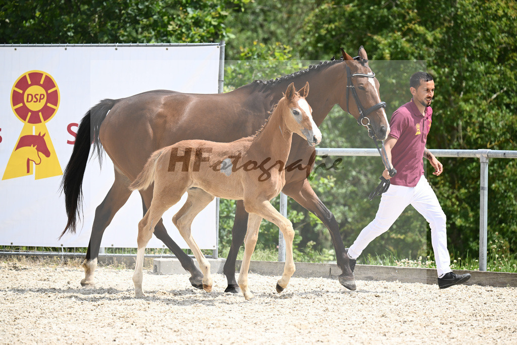 Chacoon Blue x Balous Bellini_HF_Foth_20240519 | hf-fotografie - Realisiert mit Pictrs.com