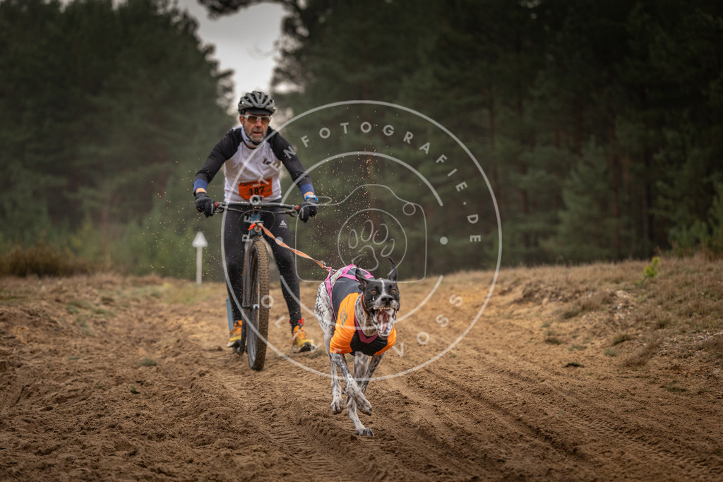 Pfotenfotografie_DV3A4817 | Hundefotografie, Tierfotograf, Pfotenfotografie, Fotoshooting Hund, Hunde Portrait, Hundesport, Hundeportraits, Heideshooting, Hunde, Sportfotograf, Hundefotograf, Turnierhundsport, THS,  - Realisiert mit Pictrs.com