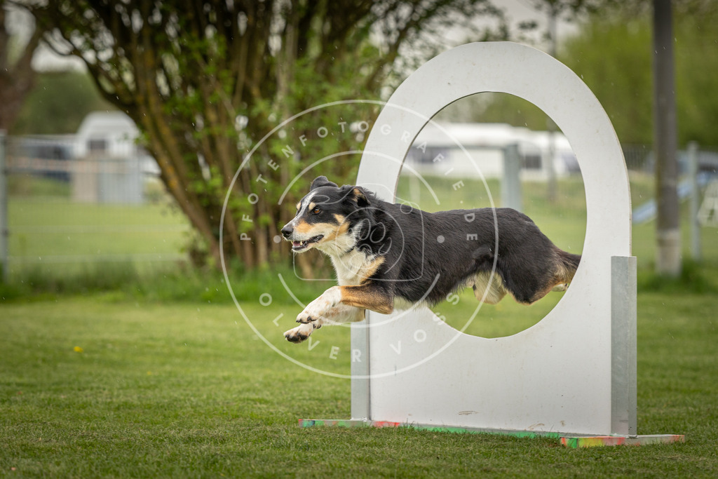 Pfotenfotografie_DV3A3564 | Hundefotografie, Tierfotograf, Pfotenfotografie, Fotoshooting Hund, Hunde Portrait, Hundesport, Hundeportraits, Heideshooting, Hunde, Sportfotograf, Hundefotograf, Turnierhundsport, THS,  - Realisiert mit Pictrs.com