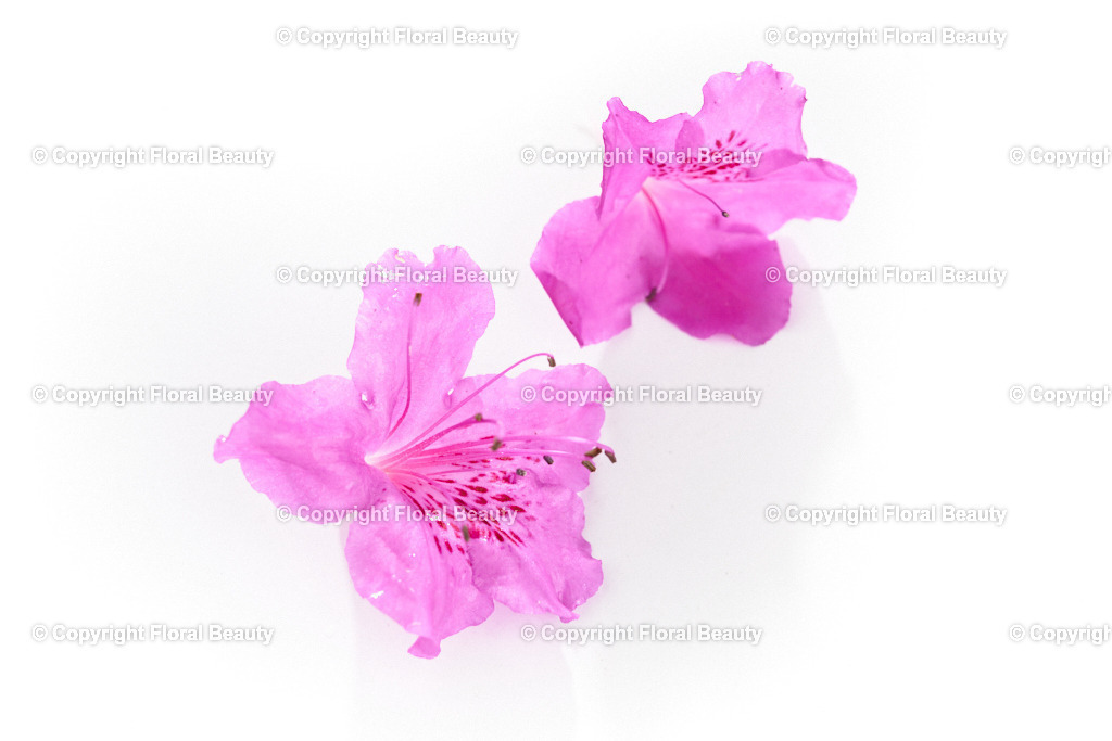 Rhododendron-obtusum-Koenigstein-89423-HS-74 | Onlineshop für hochwertige Wandbilder. Bei uns findet ihr selbstgestaltete Blumenmotive. Das perfekte Geschenk, als Praxisdeko oder die eigene Wohnung. Alle künstlerischen Blumenfotos sind auf Leinwand, FineArtPrint, Kunstdruck und vielem mehr zu erwerben - Realized with Pictrs.com