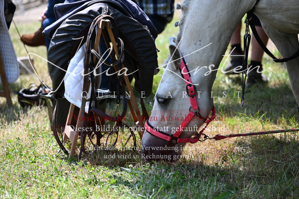 DSC_9557 | Pferde- und Turnierfotografie in Westsachsen. Pferdeportraits, Auftragszeichnungen und intuitive Kunst.