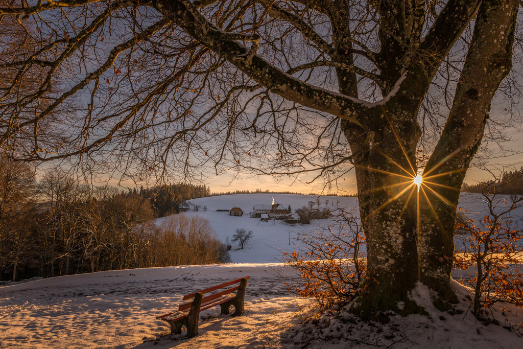 Sankt Roman | Sonne blinzelt zwischen einem Baum hervor - Realisiert mit Pictrs.com