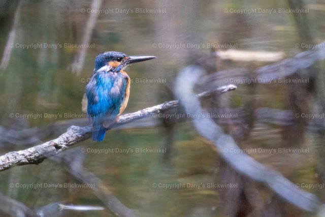 2018116 | Tierfotografie, Tierkalender, Tierbilder, Insekten, Spinnen, Vögel, Schmetterling, Libellen, Leinwand, Colorkey, Qualität, Geschenkartikel, Geschenk - Realisiert mit Pictrs.com