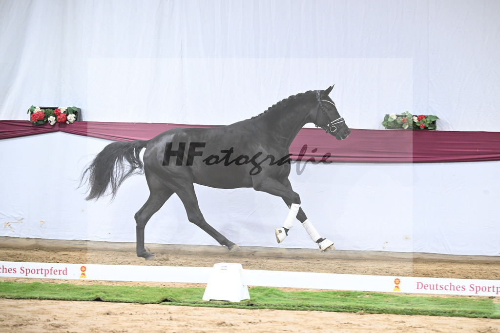 Kat-Nr. 56 Fair Deal x Fuerst Heinrich_Wilhelm u. Marvin Klausing GbR_47252111 | hf-fotografie - Realisiert mit Pictrs.com