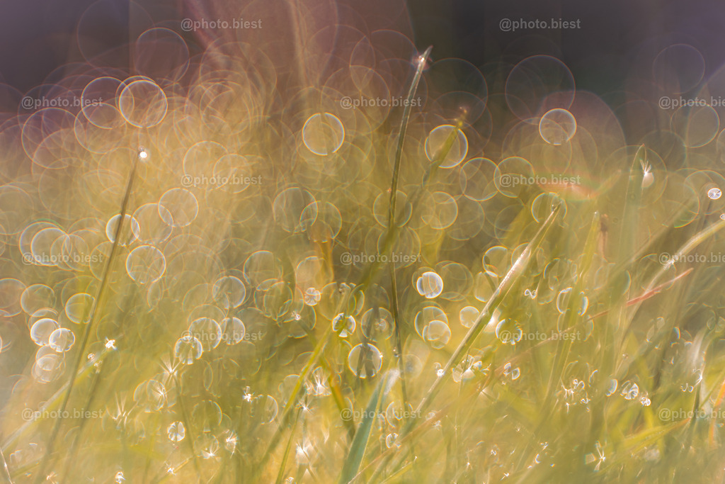 Gräsertraumland | Gras mit Tautropfen am Morgen. - Realisiert mit Pictrs.com