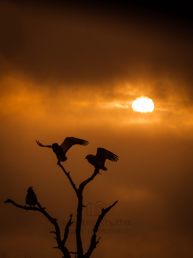 Sunset-eagles-Krugerpark-Southafrica | Natur im Moment - Realisiert mit Pictrs.com