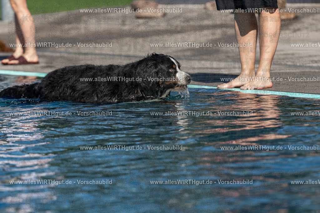 Hundeschwimmen_Volksbad_2026-allesWIRTHgut_Tierfotografie-2609061102-FAY06109 | Professionelle Tierfotografie in Mönchengladbach von Daniel Wirth (allesWIRTHgut). Liebevolle & natürliche Bilder von Hunden & Katzen für unvergessliche Erinnerungen.