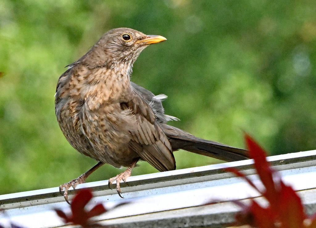 Amsel-jung01-2 | lucisnaturbilder - Realisiert mit Pictrs.com