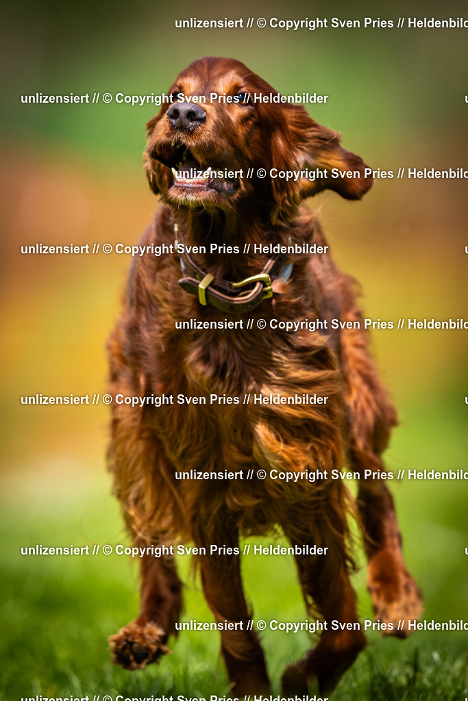 Sven Pries | 2025-04-13 - Hunderennen Baden-Baden - Realisiert mit Pictrs.com