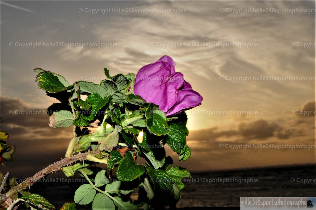 DSC_3974 (2) | Sportfotografie , Motorsport, Motoross, Reitsport, Mointainbike, Enduro,
Landschaft , Outdoor, Eventfotografie, Landschaft, Bilder online bestellen - Realisiert mit Pictrs.com