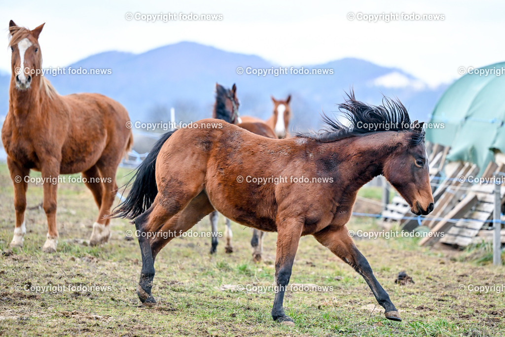 Pferde_ 29.12.2024-20 | 29.12.2024, Rajec, SVK, Themenbild, Pferde, im Bild Pferd, Pferde, Stute, Hengst, Fohlen, Quarter Horse, Ranch, Weide, Hof, Wiese, Stall, Nutztier, Tier