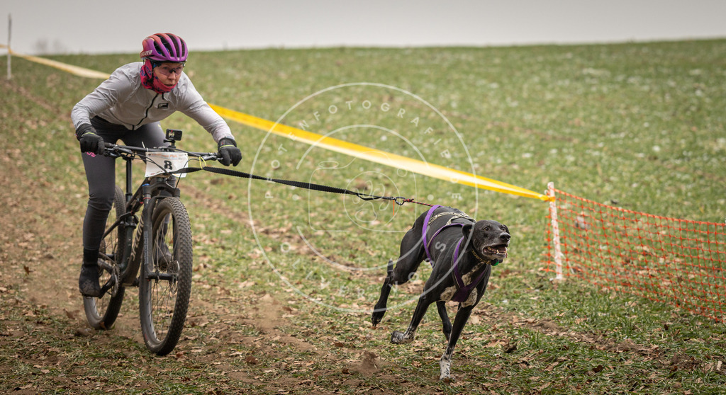 Pfotenfotografie_DV3A3526 | Hundefotografie, Tierfotograf, Pfotenfotografie, Fotoshooting Hund, Hunde Portrait, Hundesport, Hundeportraits, Heideshooting, Hunde, Sportfotograf, Hundefotograf, Turnierhundsport, THS,  - Realisiert mit Pictrs.com