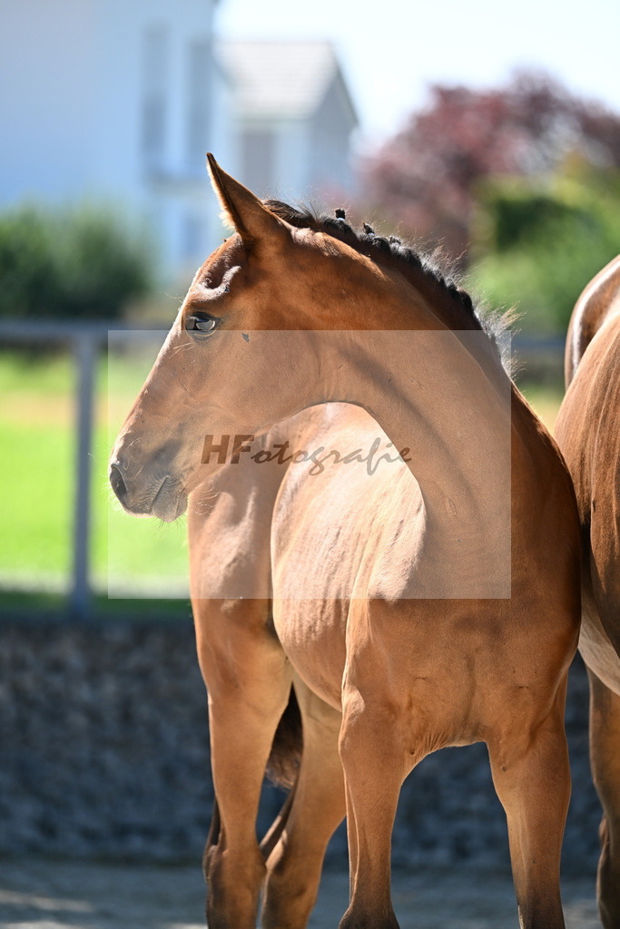 Kat-Nr. 3 Estobar NRW x Dante Weltino_SF_Arnold_26250319 | hf-fotografie - Realisiert mit Pictrs.com