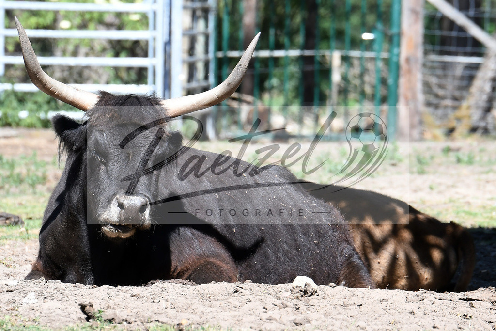 WILSAE20200601_0085 | Editorial:   im Wildfreigehege Noettler Berg am 01.06.2020 in Saerbeck, Deutschland. - Realisiert mit Pictrs.com