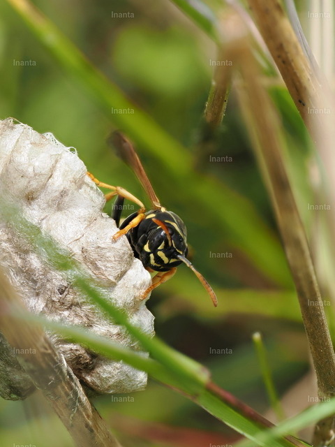 Haus-Feldwespe (Polistes dominula) | Inanta - Realisiert mit Pictrs.com