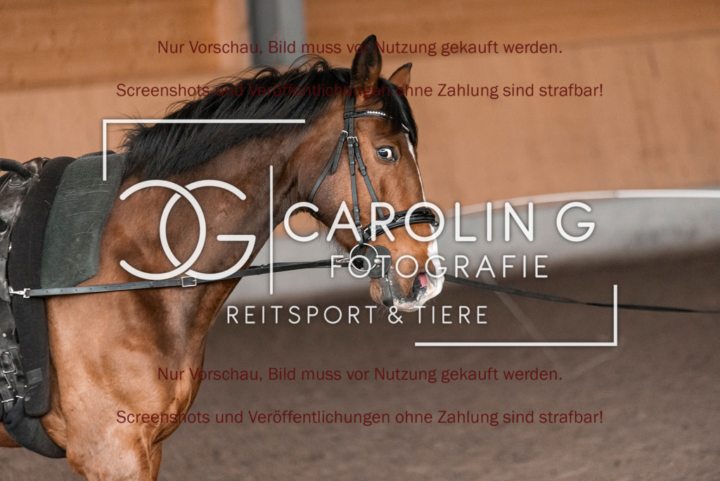 DSC_1975 | Turnierfotografin Carolin Gieschke,Reitsport Turnierfotografie Carolin G Fotografie | Turnierfotos aus Kirchheim/Teck, Esslingen, Stuttgart und dem Bodenseekreis
