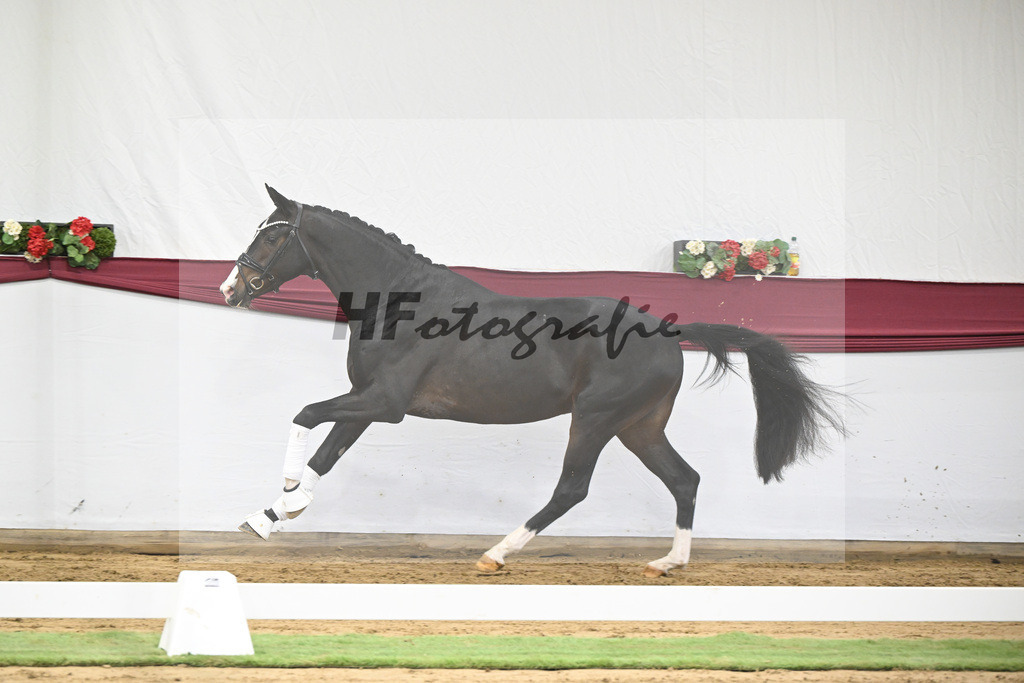 Kat-Nr. 33 Negro x Quaterback_Stefan Holtwiesche_47251128 | hf-fotografie - Realisiert mit Pictrs.com