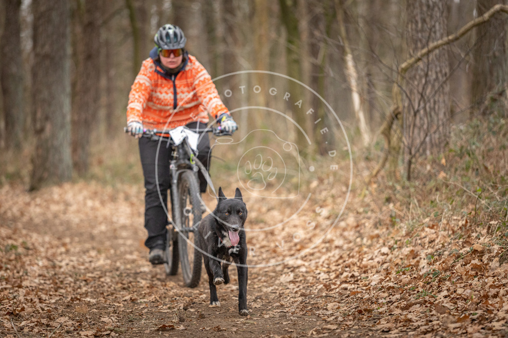 Pfotenfotografie_DV3A0344 | Hundefotografie, Tierfotograf, Pfotenfotografie, Fotoshooting Hund, Hunde Portrait, Hundesport, Hundeportraits, Heideshooting, Hunde, Sportfotograf, Hundefotograf, Turnierhundsport, THS,  - Realisiert mit Pictrs.com