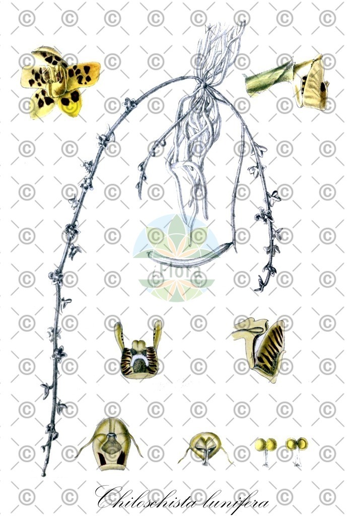 HistAbb_wfo-0001196257_1_ENZY_Simple | Historische Abbildung von Chiloschista lunifera - Orchidaceae | Historical Illustration of Chiloschista lunifera - Orchidaceae