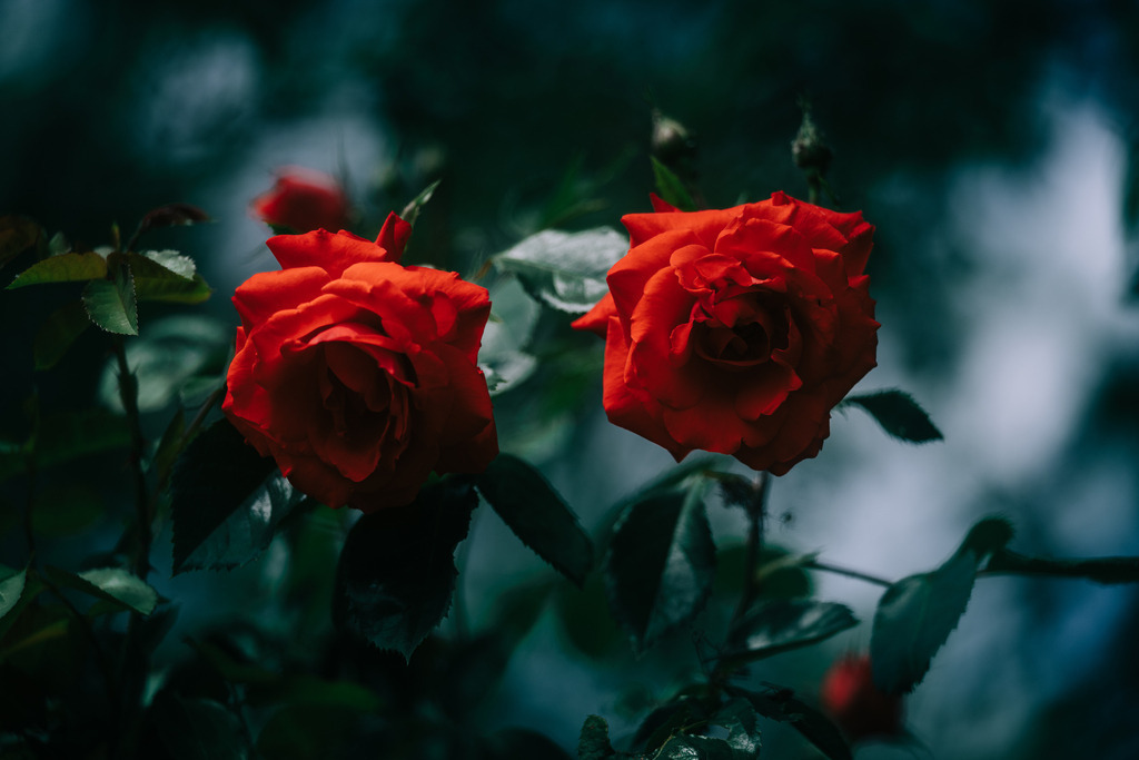 Rosen | Simone Sonderegger Photography
