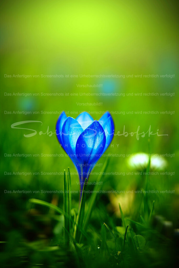 Wandbild Krokus im Grünen | People- und Tierfotografie, Imageaufnahmen, Veranstaltungsfotografie und Wandbilder aus der Natur ★ Made in Germany ✔️ Druck + Downloads ✔️ Naturfotografie in Top Qualität ★ schneller Versand, weltweite Lieferung! - Realisiert mit Pictrs.com