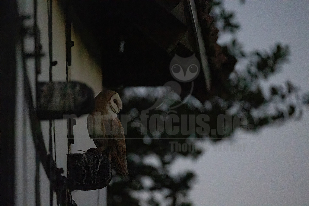 R6NF2406_20240625 | Die Schleiereule ist eine helle, langbeinige Eule ohne Federohren. Charakteristisch für die Schleiereule ist der herzförmige Gesichtsschleier und die relativ kleinen schwarzen Augen. Ihre Unterseite ist weiß bis gelbbraun mit Tropfenflecken, der Schnabel weißrosa, gelblich bis grauweiß. - Realisiert mit Pictrs.com