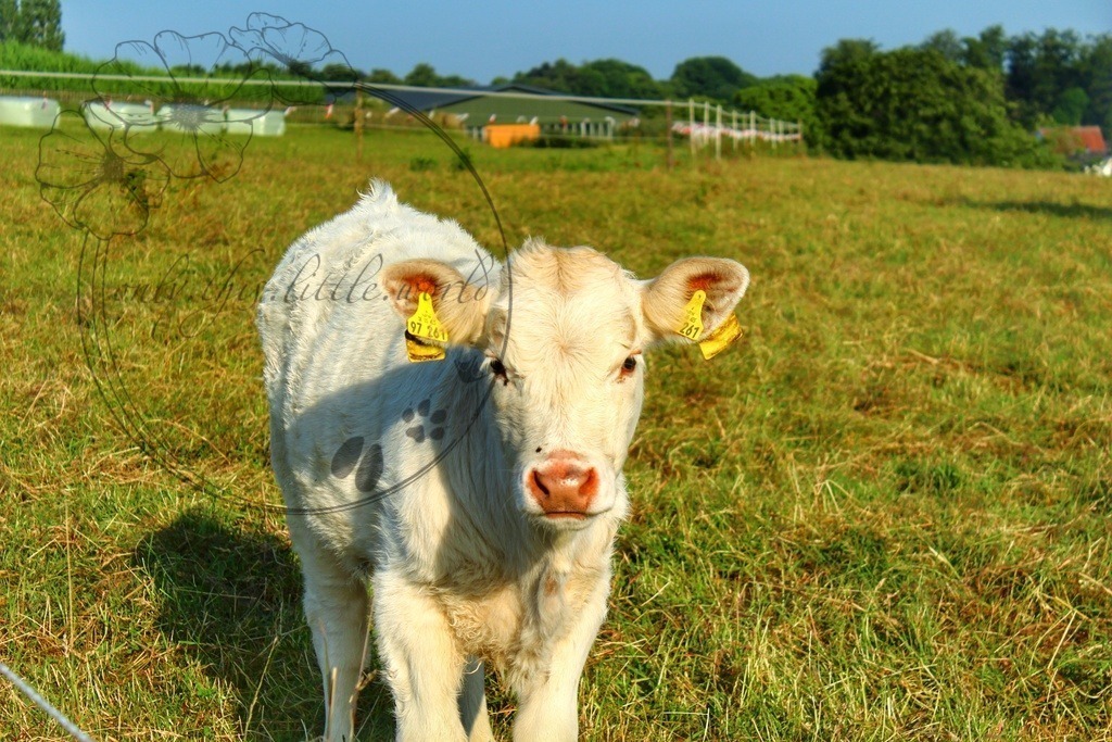 Charolais Kälbchen 006 | only.this.little.world - Realisiert mit Pictrs.com