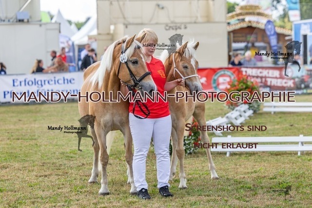 26-8-21 Haflinger Fohlen-108 | mandyhollmannphotographie