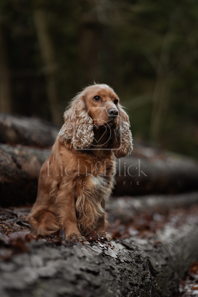 _7M34164-Verbessert-RR | <licht-blick-fotografie><shooting><portraitshooting><tiershooting><landschaftsbilder><shootingbuchen><buchen><fotografbremen> <fotograf niedersachsen><fotografin Bremen und niedersachsen><carshooting><automobilfotografie><auto> - Realisiert mit Pictrs.com