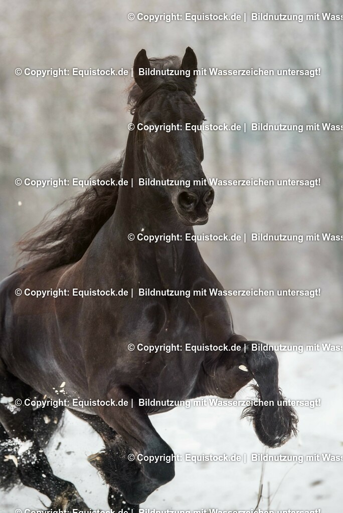 20150121_Friese_im_Schnee_0005 | equistock