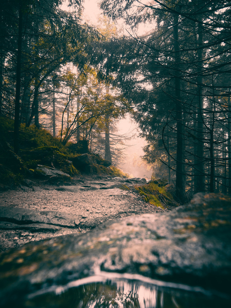 Rainy Black Forest | Ein Regentag im herbstlichen Schwarzwald - Realisiert mit Pictrs.com