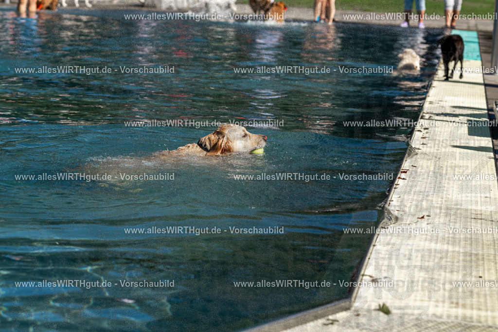 Hundeschwimmen_Volksbad_2026-allesWIRTHgut_Tierfotografie-2609061110-FAY06168 | Professionelle Tierfotografie in Mönchengladbach von Daniel Wirth (allesWIRTHgut). Liebevolle & natürliche Bilder von Hunden & Katzen für unvergessliche Erinnerungen.