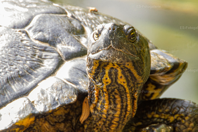 Sumpfschildkröte