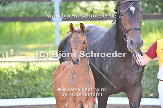 17_Conthalou - Cellestial_758_8325 | Björn Schroeder Pferdefotografie