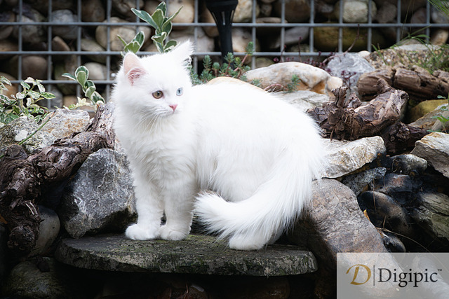 P1100833-Verbessert-NR | Herr Frodo geht am Fluss spazieren. - Realisiert mit Pictrs.com