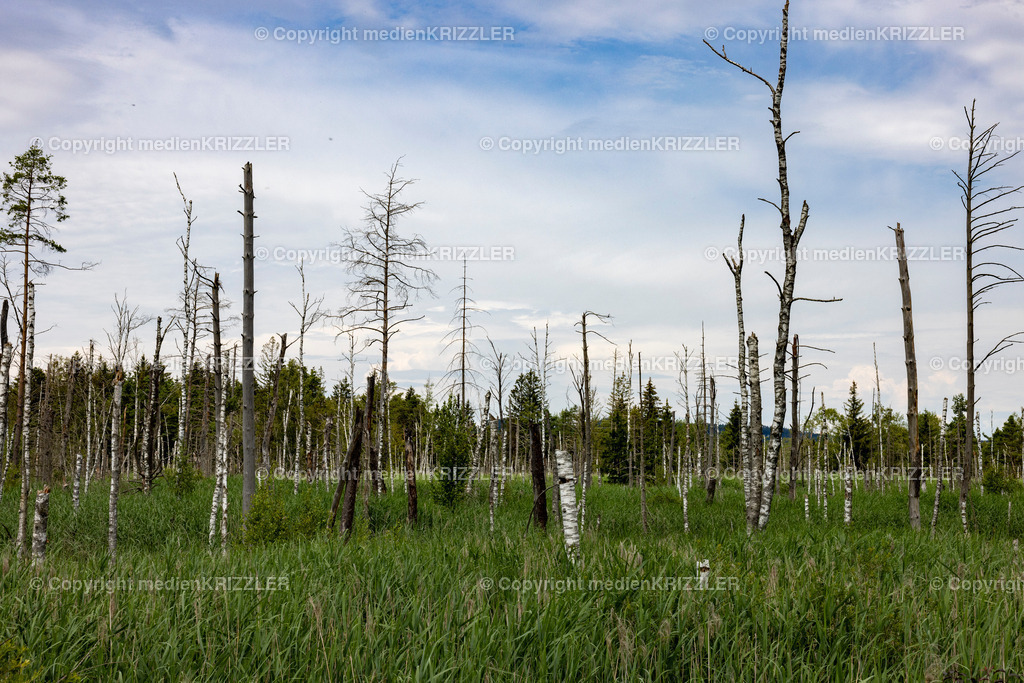 _J3A5445 | medienkrizzler - Realisiert mit Pictrs.com