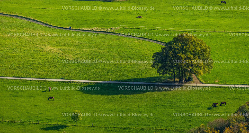 Wetter221017309 | Luftbild, Baum im Feld, Pferde auf der Weide, Haspe, Hagen, Ruhrgebiet, Nordrhein-Westfalen, Deutschland