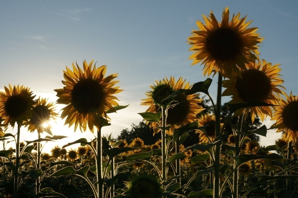 Sonnenblumen Feld im Abendlicht | Sonnenblumen Feld im Abendlicht - Realisiert mit Pictrs.com